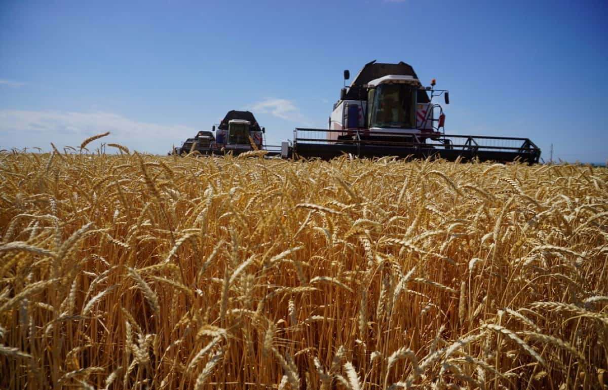В Украине урожайность озимых зерновых ожидается на 5-7% ниже прошлогодней