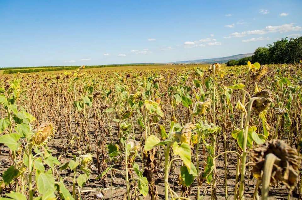 Guvernul nu va institui stare de urgență în agricultură