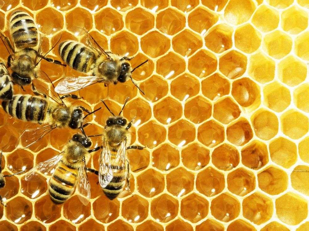 BeeProtect: Numărul cazurilor de intoxicații ale albinelor s-a redus