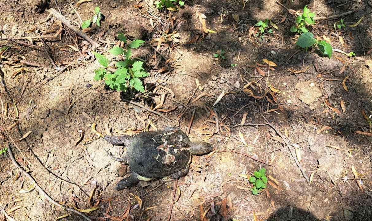 4 broaște țestoase, omorâte la Edineț. Făptașii vor fi sancționați