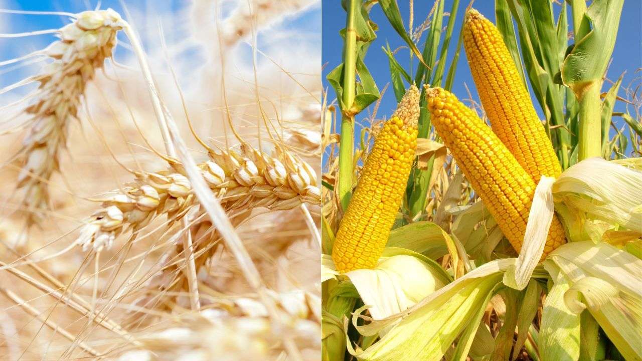Prețurile cerealelor în Portul Constanța, sub presiune. Când vor crește