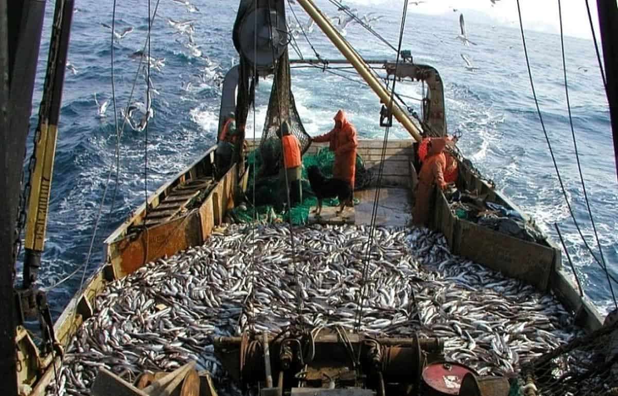 В Евросоюзе обсудят ограничения на импорт рыбы из России