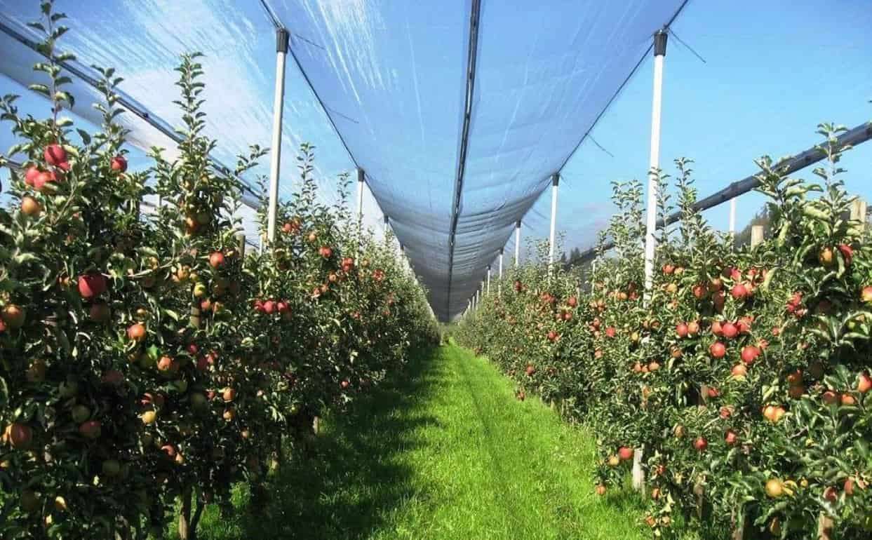 Эксперты WAPA назвали ТОП-10 производителей яблок в Европе