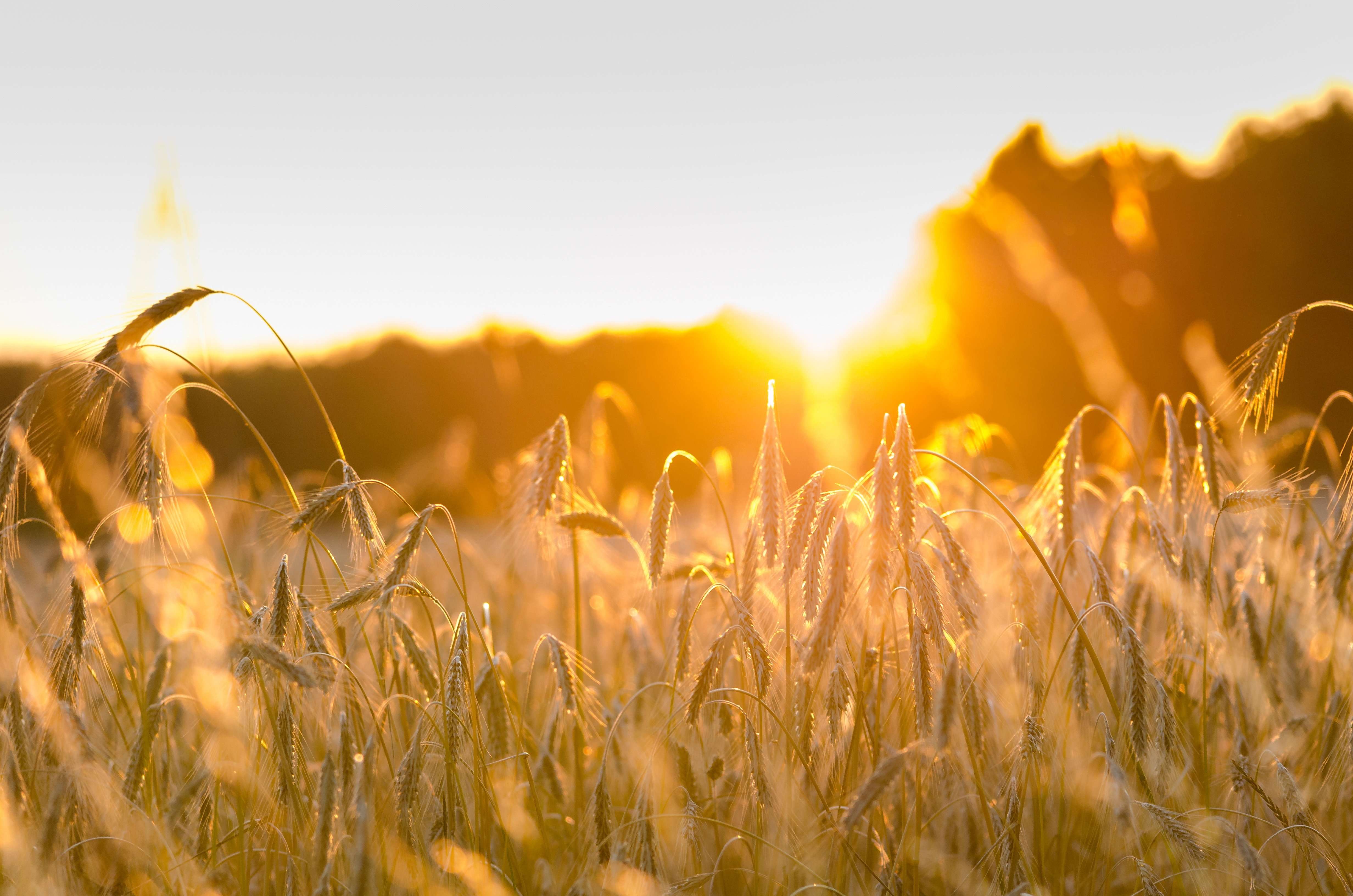 Alertă de caniculă: Meteorologii prognozează temperaturi de +33°C
