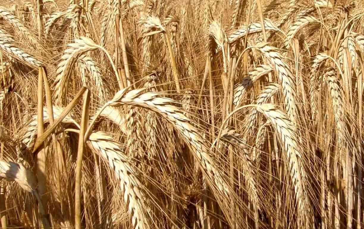 Урожай озимой пшеницы более зависим от предшественника, чем ржи и тритикале