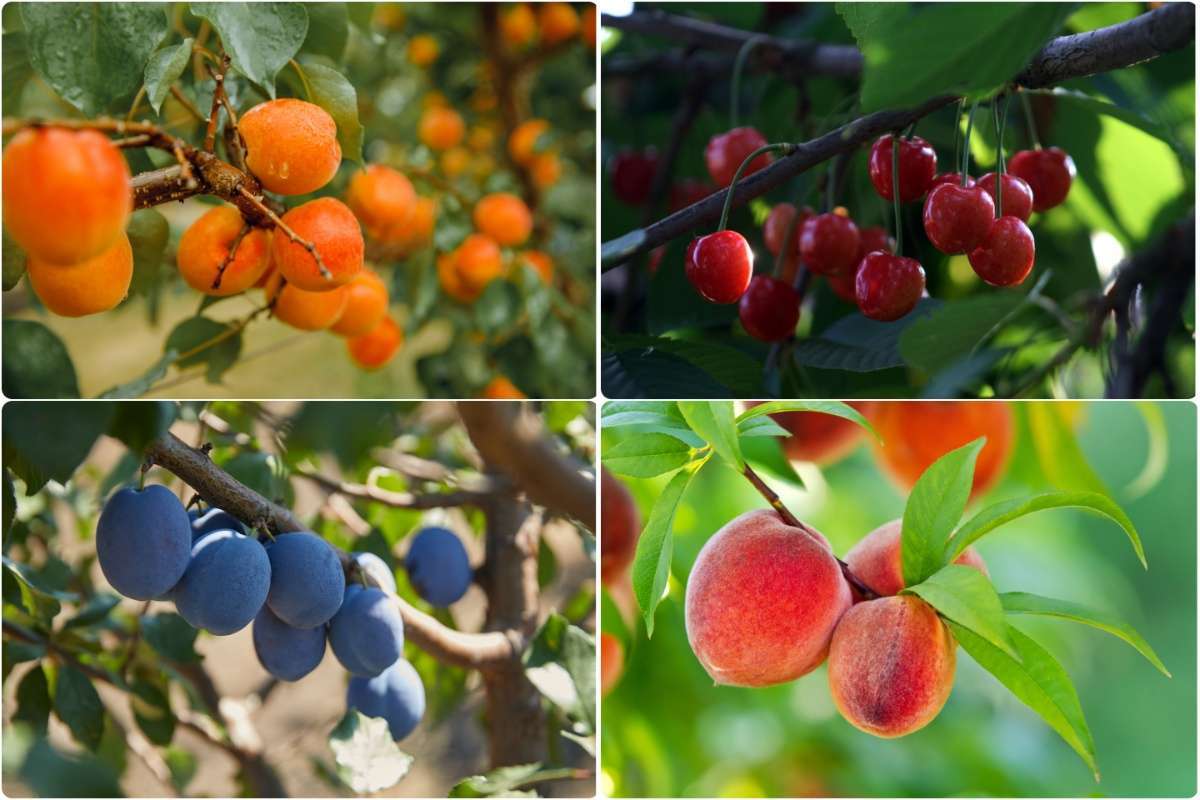 Horticultorii pot beneficia de consultanța unui expert italian