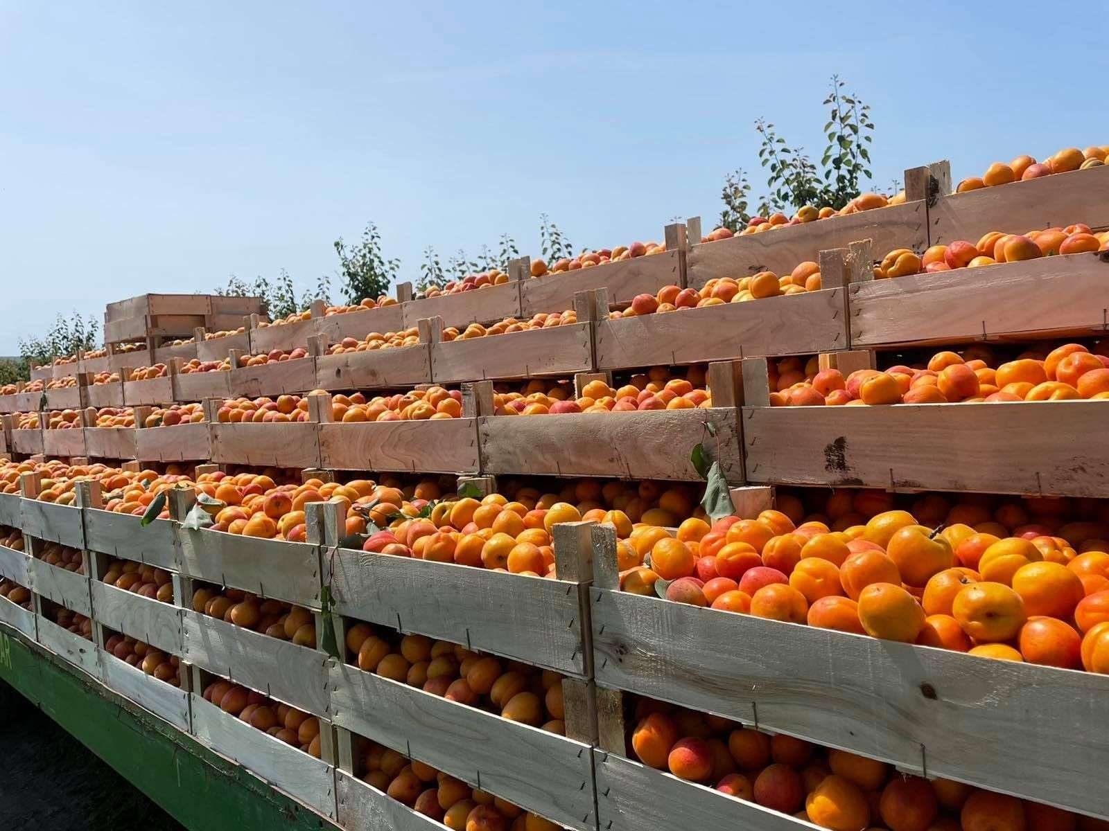 Majorări semnificative la exportul de caise și struguri în august 2024