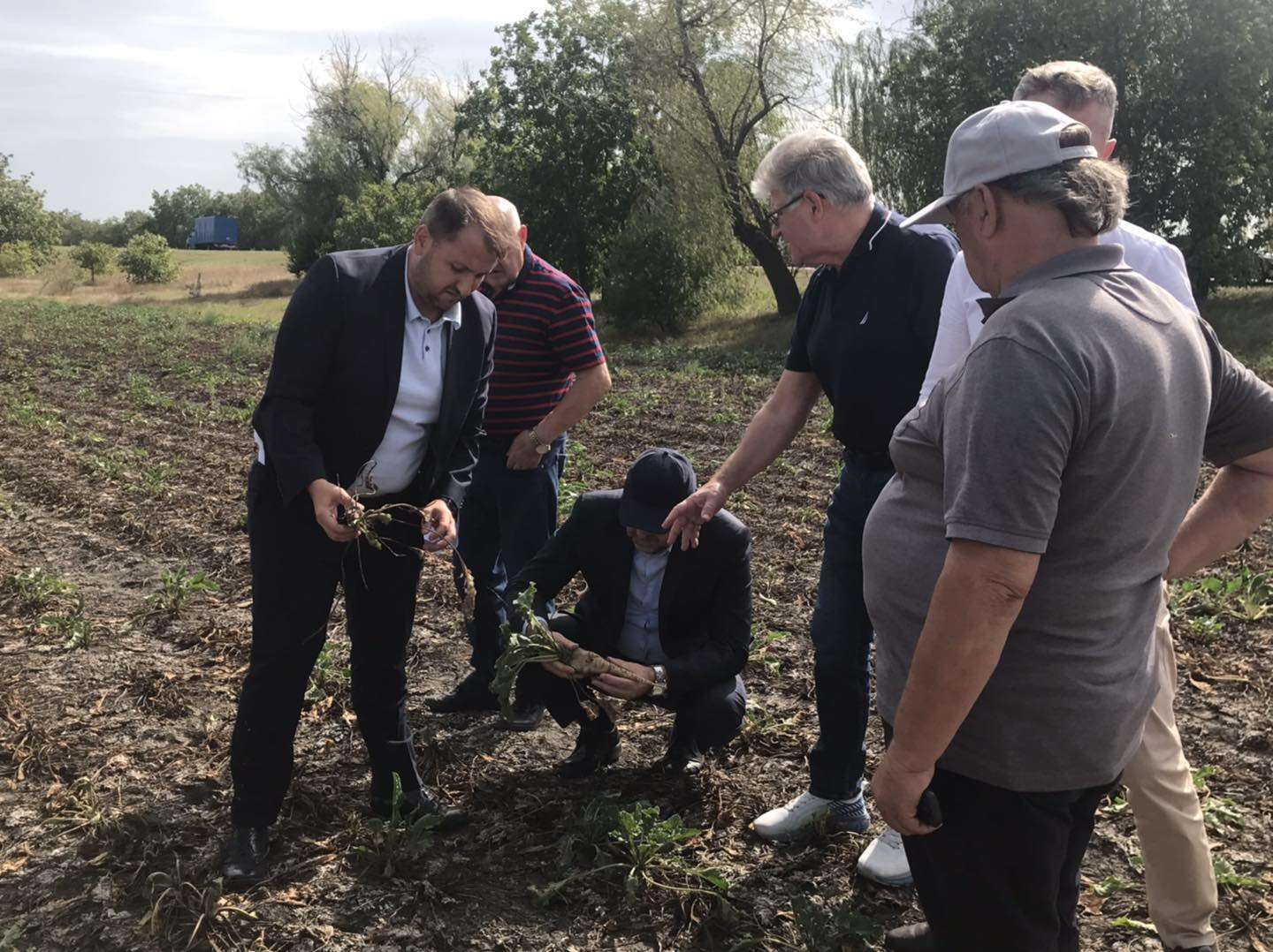 Costurile pentru sfecla de zahăr ajung la 35 de mii de lei per hectar