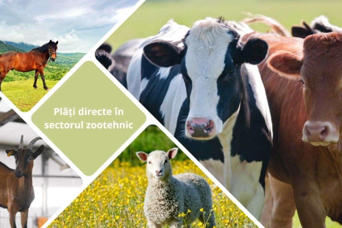 Câte cereri de acordare a plăților directe în zootehnie au fost aprobate