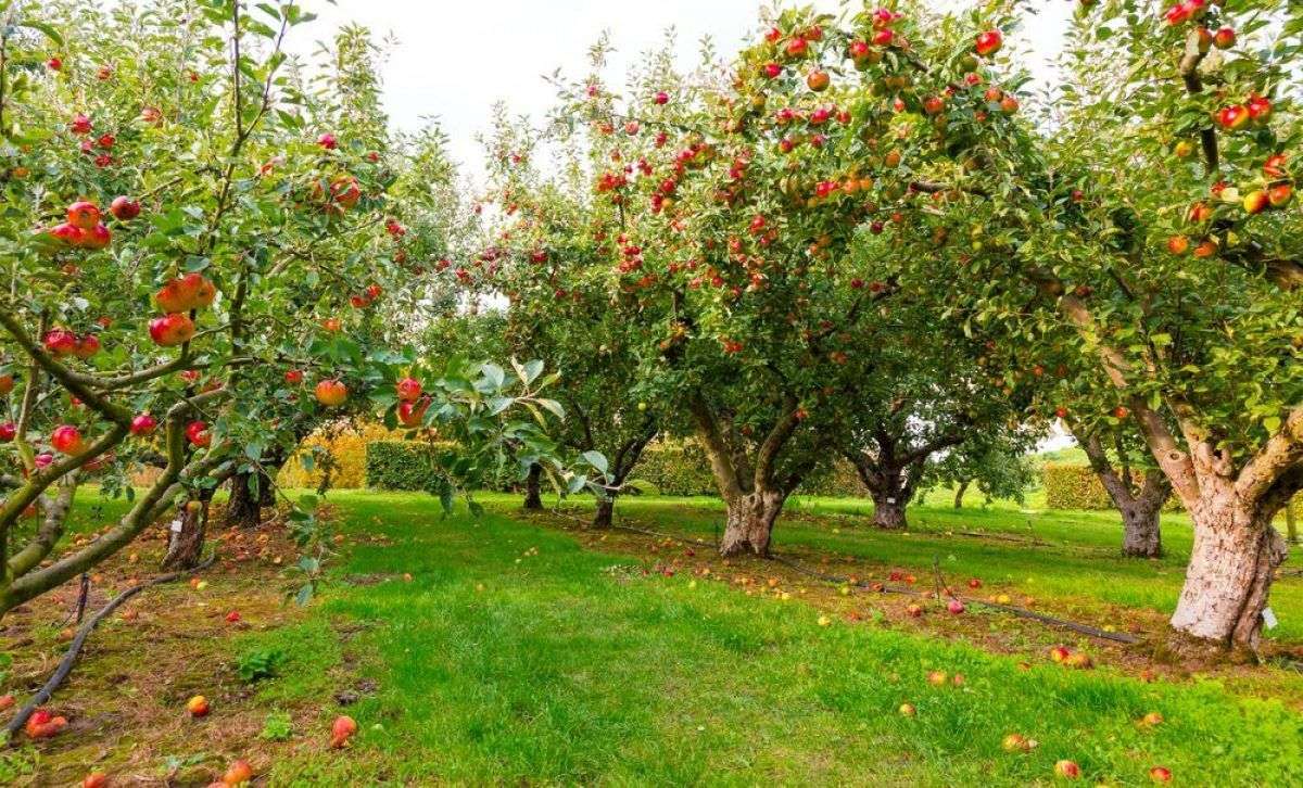 Îngrijirea pomilor toamna: Cu ce îi stropim după culegerea fructelor