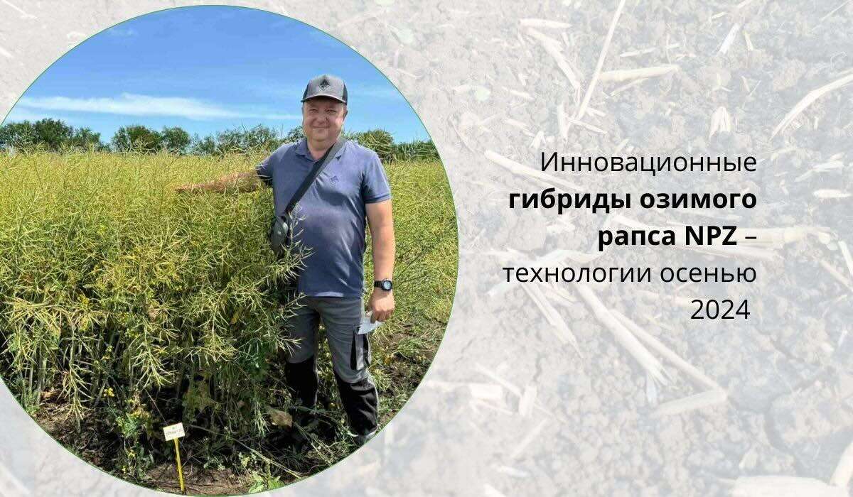 Инновационные гибриды озимого рапса NPZ – технологии осенью 2024