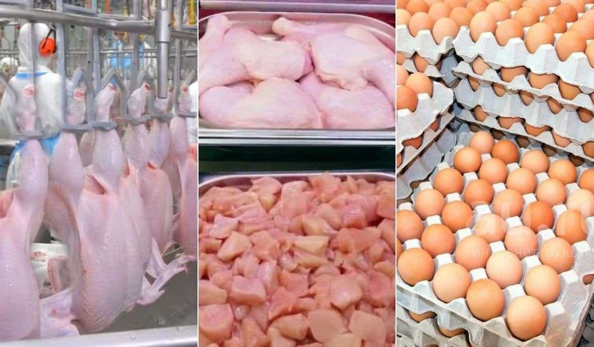 Румыния хочет ограничить импорт яиц и мяса птицы из Украины