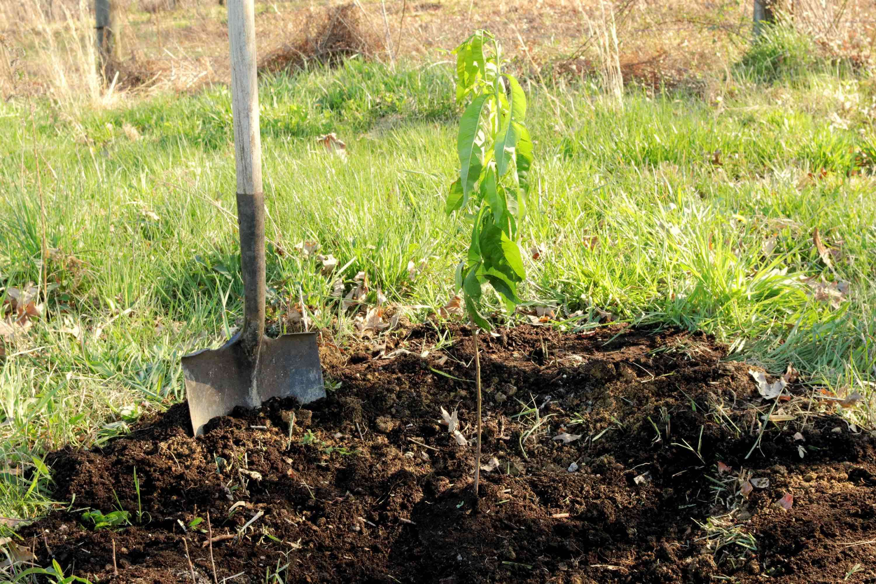 Plantarea piersicului toamna: Care sunt tehnicile recomandate