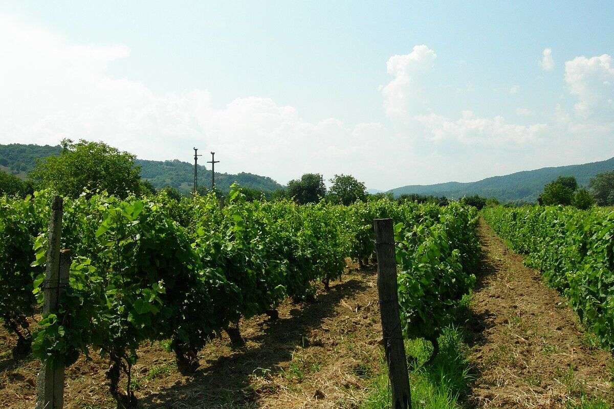 Subvenții pentru vița de vie autohtonă: 300.000 lei/ha începând din 2025