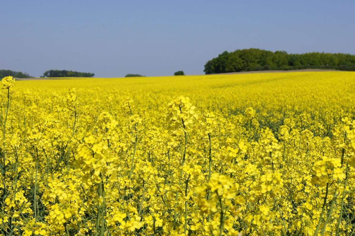 Raport USDA: Producția de rapiță se anunță mai puțină