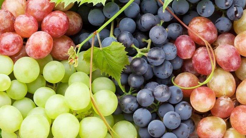 Fructele din Cantemir ajung în UE: Istoria agricultorului Ion Balan