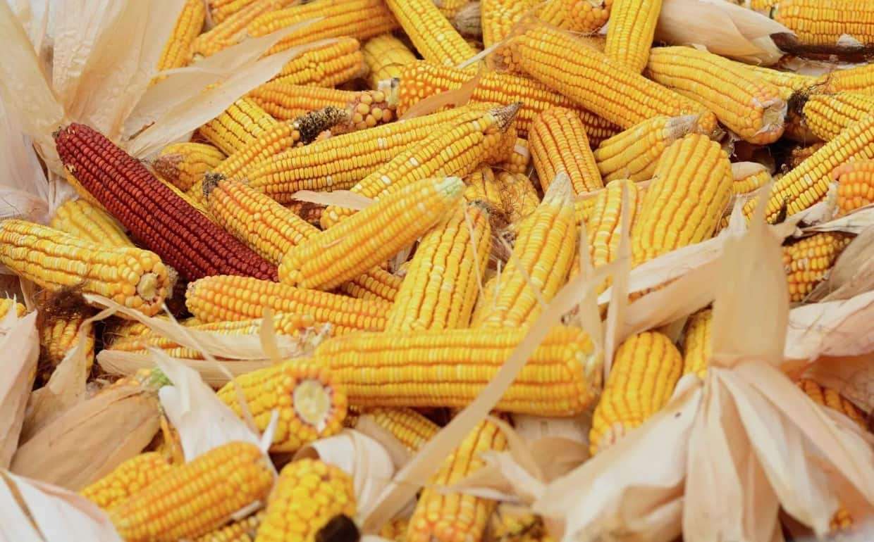 Экстремальная погода может уменьшить урожай кукурузы в Китае
