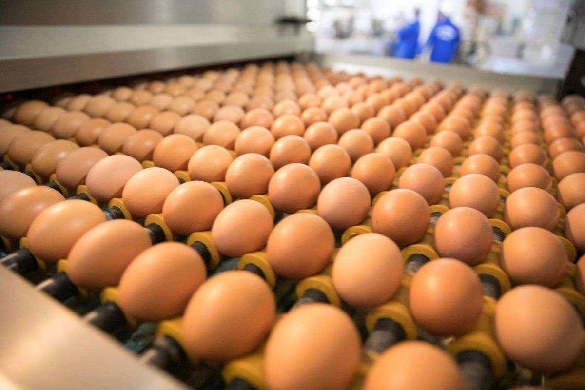 Al doilea producător de ouă a obținut dreptul de a exporta în UE