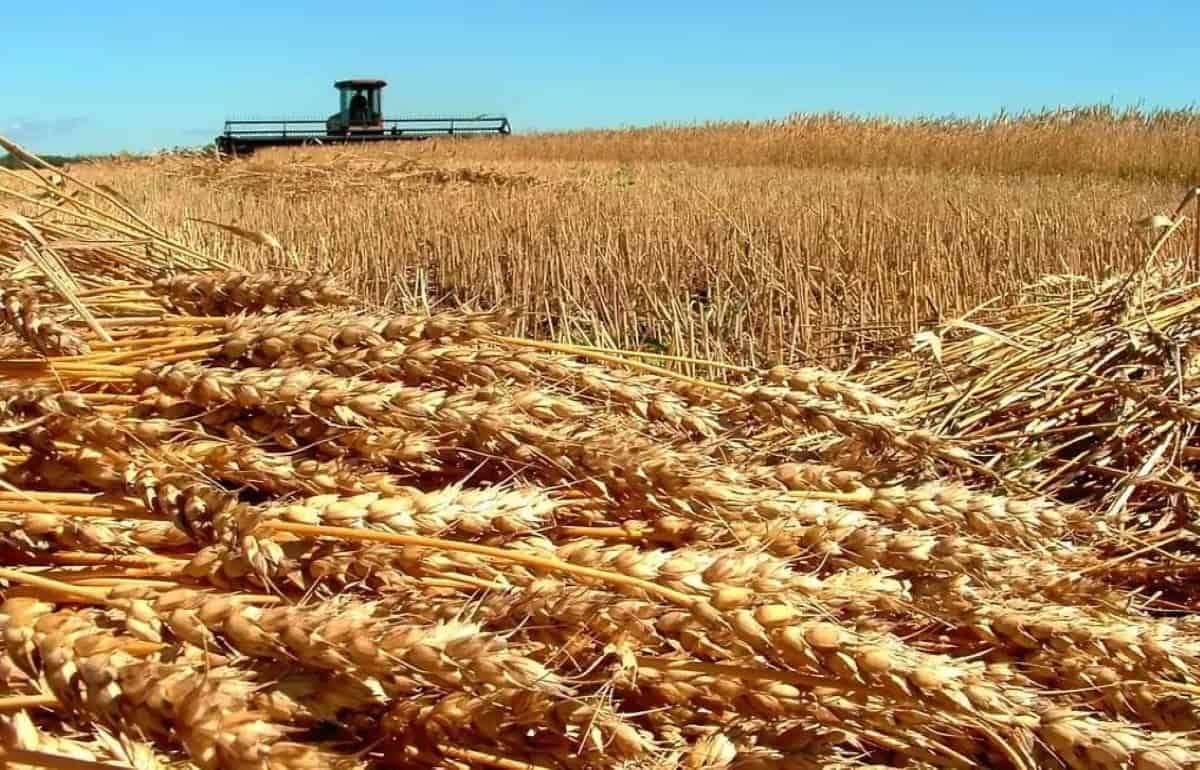 Озвучены первые прогнозы на 2025 год по урожаю зерновых в РФ