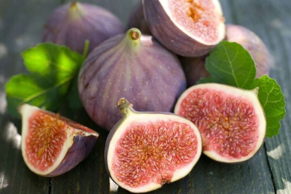 Rețeta substratului perfect la plantarea smochinului