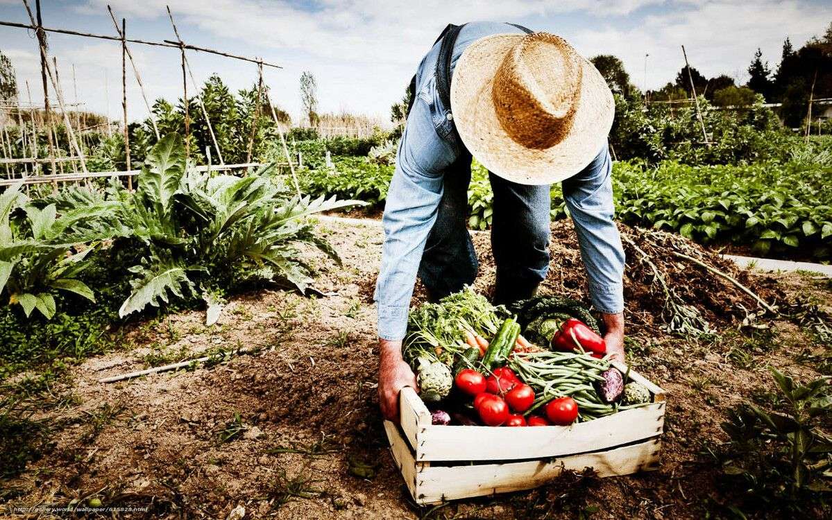 Prognoze pesimiste: Producţia agricolă scade cu 10%