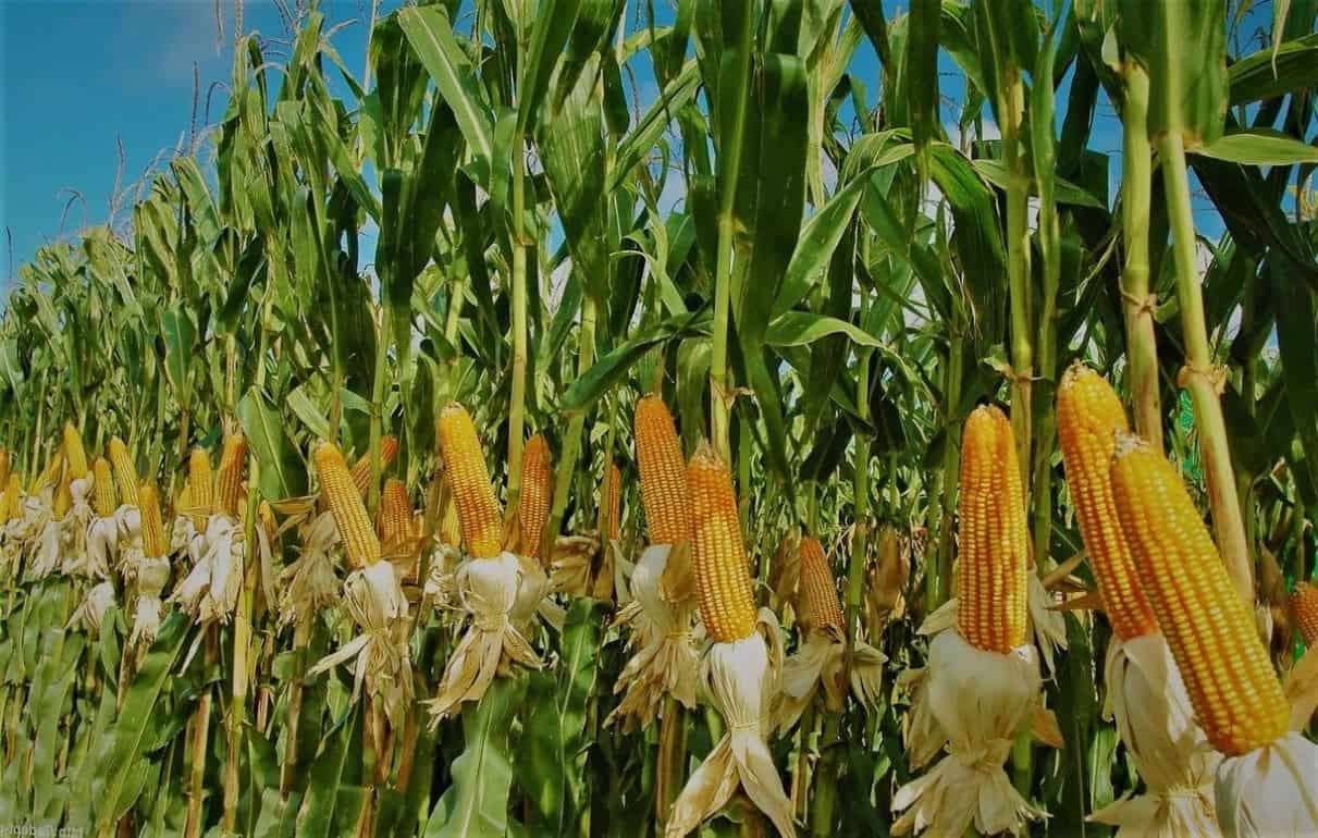 Аналитики USDA снизили прогноз урожая кукурузы в США