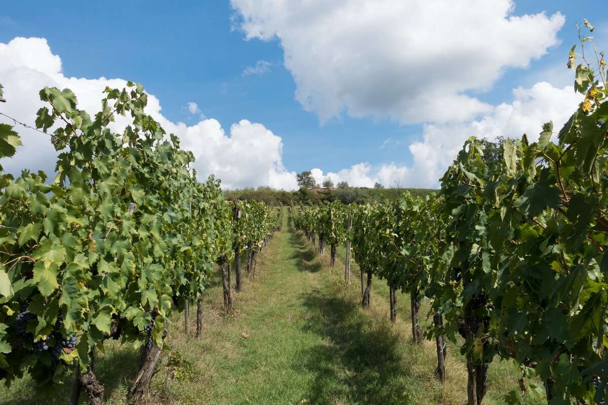 Instruire pentru viticultori: Vor afla operațiuni tehnologice post-recoltă