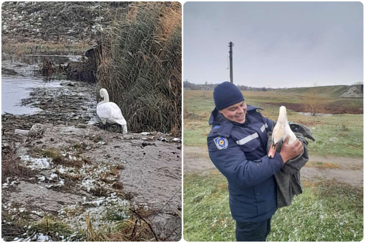 O lebădă blocată în apele râului Răut a fost salvată