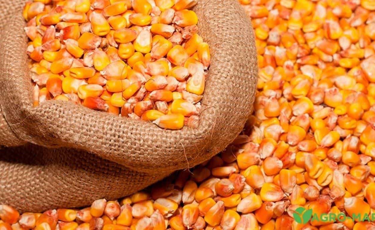 Снижение цен на украинскую кукурузу пока не активизировали ее продажи