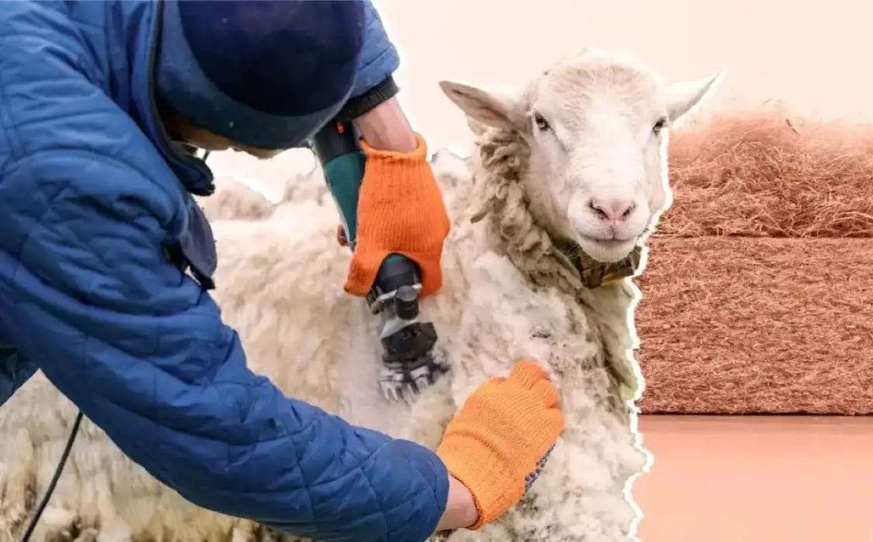 Удобрение из овечьей шерсти начали тестировать на пшенице