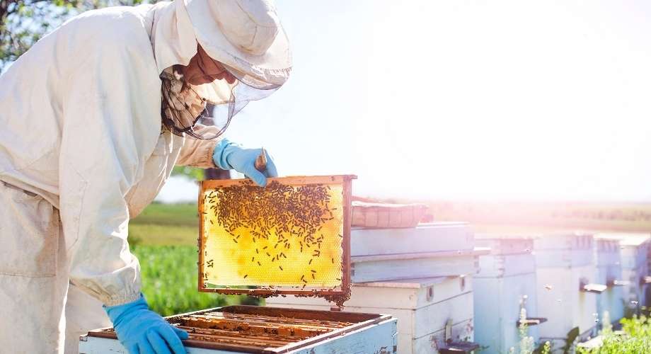 Majoritatea agricultorilor și apicultorilor ignoră înregistrarea în BeeProtect