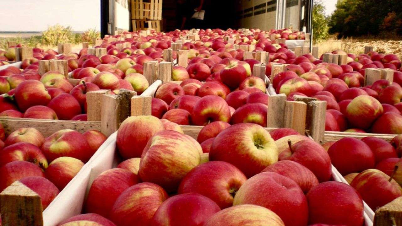 Merele moldovenești, apreciate în Arabia Saudită. Exportul a crescut