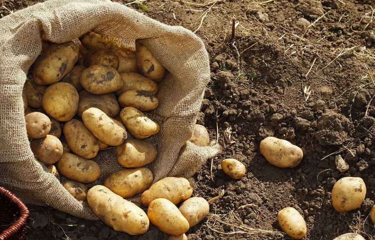 Изменения климата добавляют риски в выращивание картофеля в Европе
