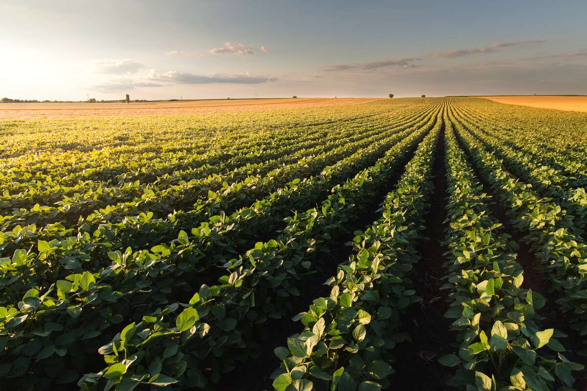 Dezvoltarea sectorului agricol: Care sunt prioritățile MAIA și FAO