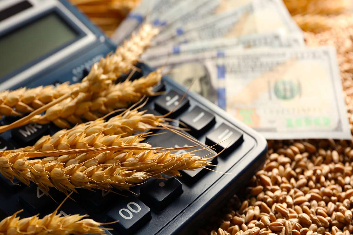 Piața mondială a cerealelor, în scădere la început de decembrie