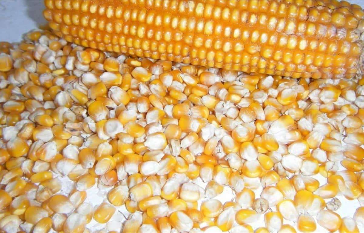 Домыслы о пошлинах, вводимых США, помогают в продажах украинской кукурузы