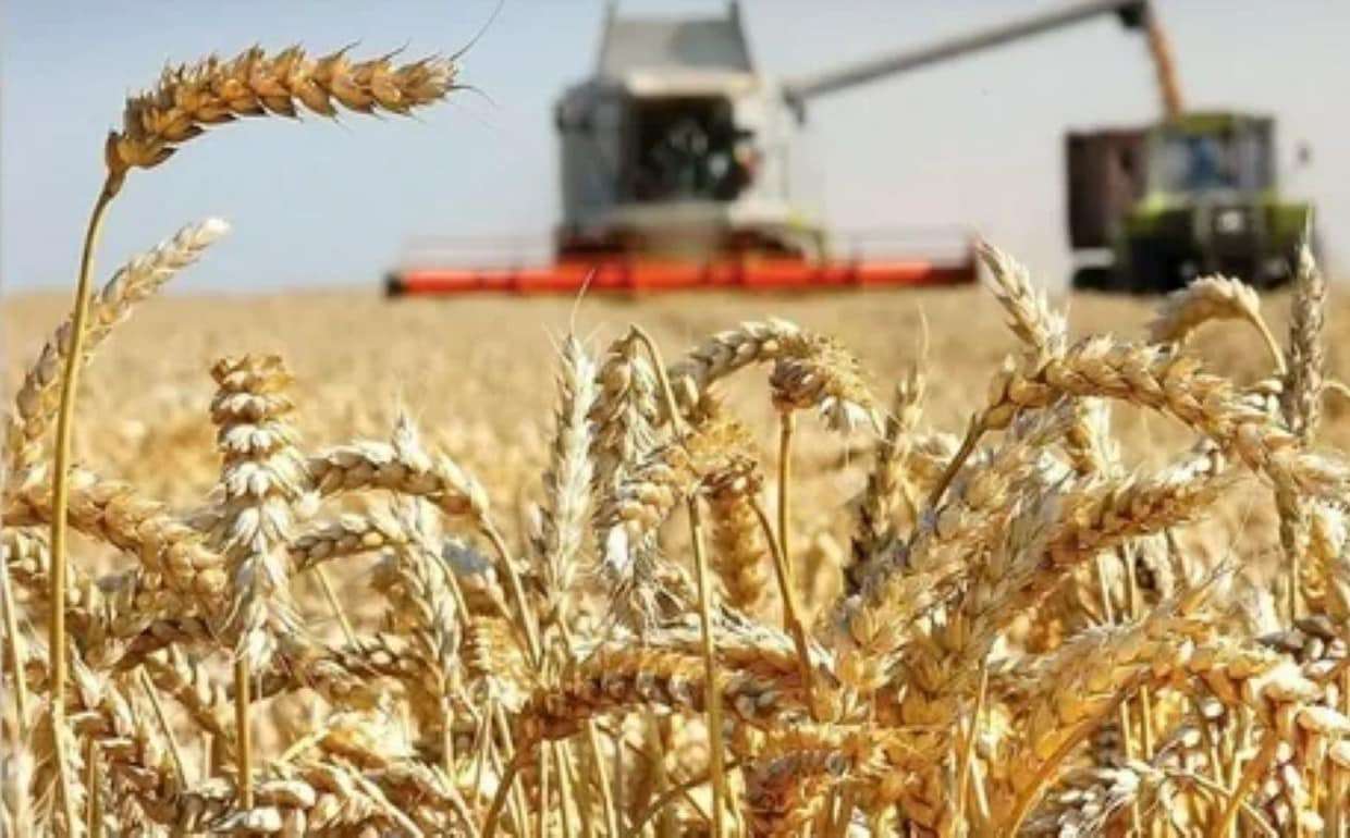 USDA снизил прогноз по экспорту пшеницы из РФ впервые с июня