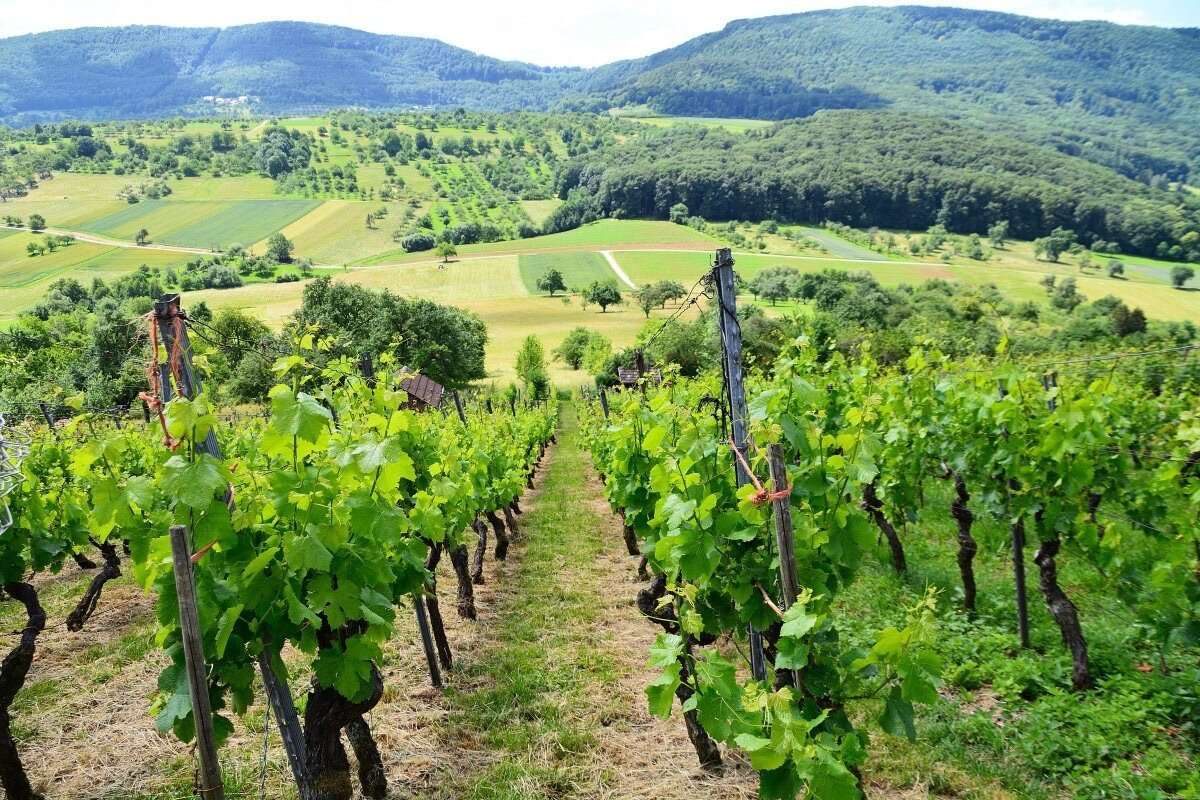 Catlabuga: Vrem să reducem importurile de material săditor viticol