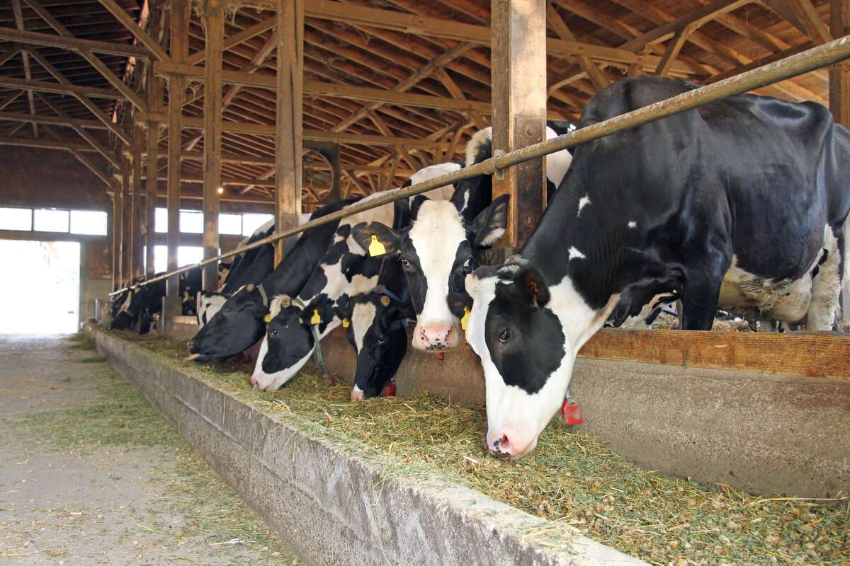 Fermele mici, mai puține în UE. Cea mai mare scădere este în România