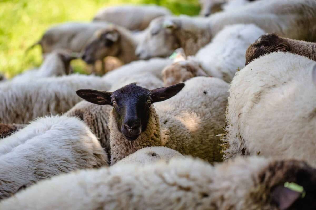 Sectorul de ovine și caprine, subvenționat: Câte dosare au fost depuse