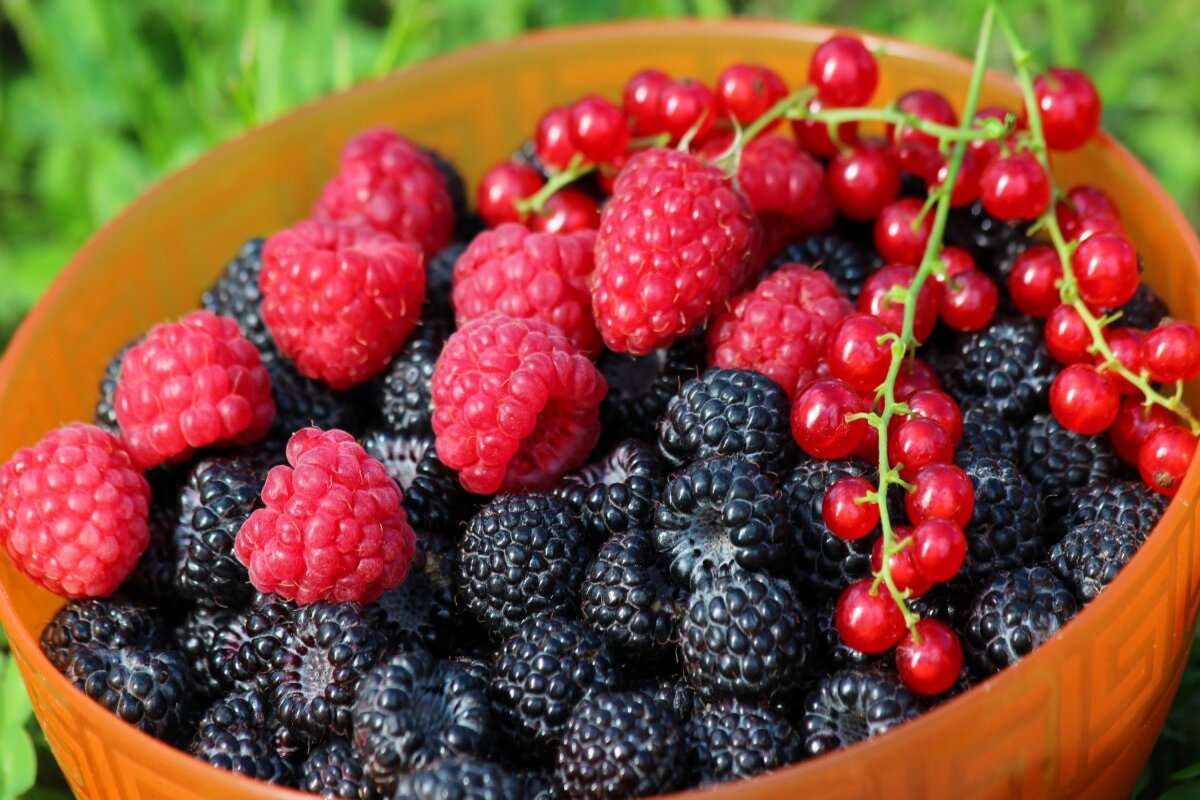 Producția de pomușoare în RM: Cum a evoluat suprafața cultivată