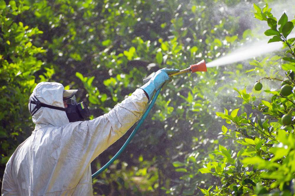 Cum se clasifică insecticidele