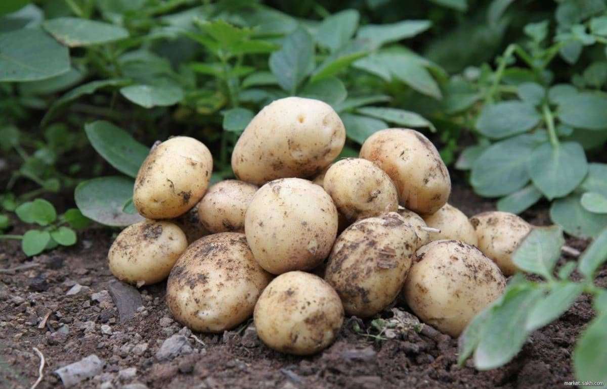 FAO: Производство картофеля растет, несмотря на снижение площадей посева