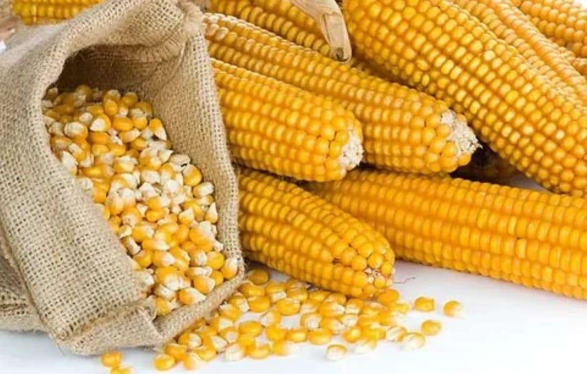 Пока рост цен на украинскую кукурузу продолжается – что дальше?