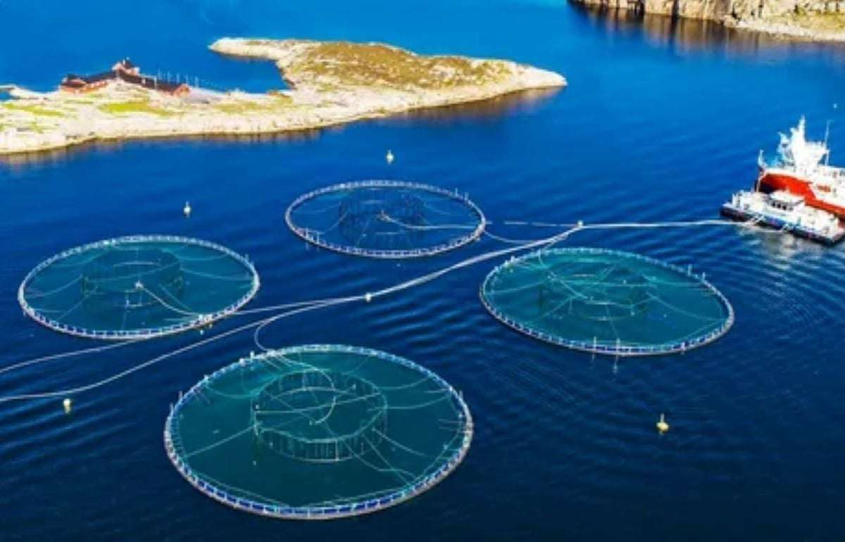 Румыния создаст первые черноморские рыбоводческие фермы в 2025 году