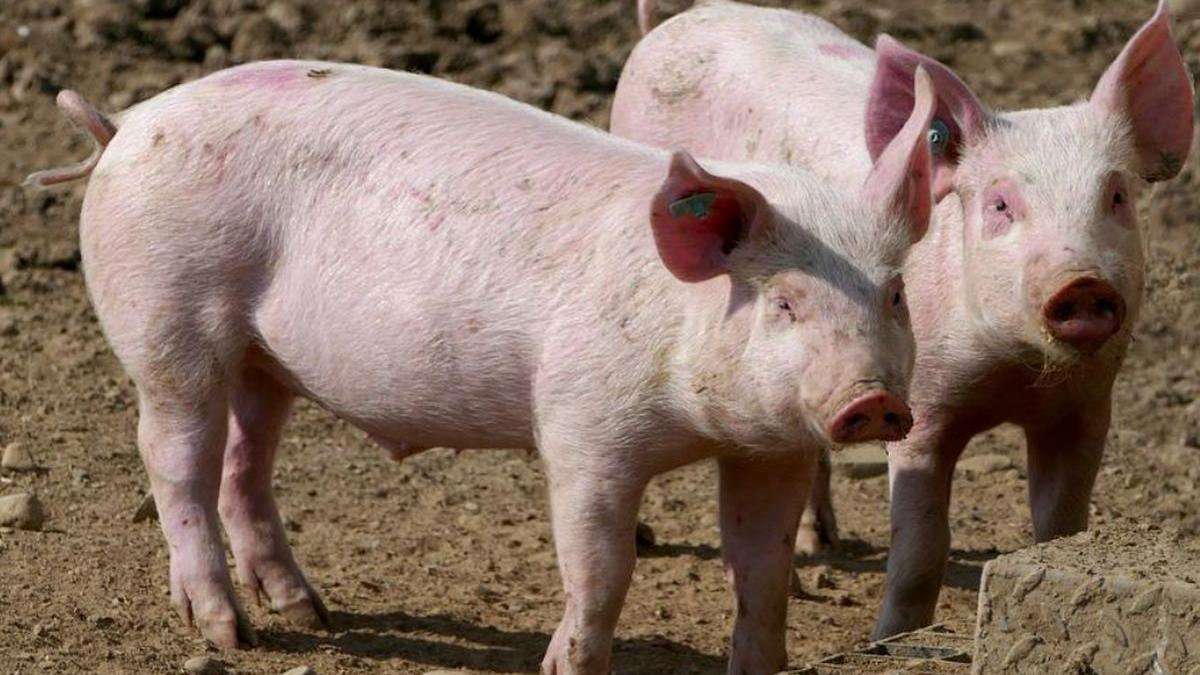 Video | Măsuri pentru prevenirea Pestei Porcine Africane