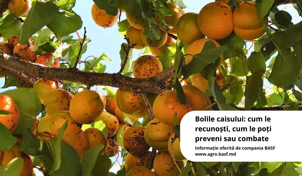 Bolile caisului: Cum le recunoști, cum le poți preveni sau combate