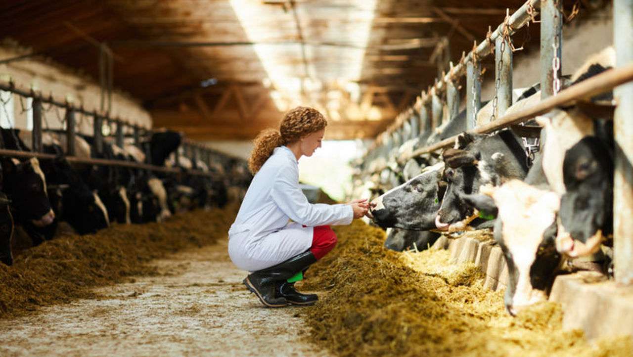 AGGRI: Granturi de până la 1.000.000 dolari pentru sectorul zootehnic