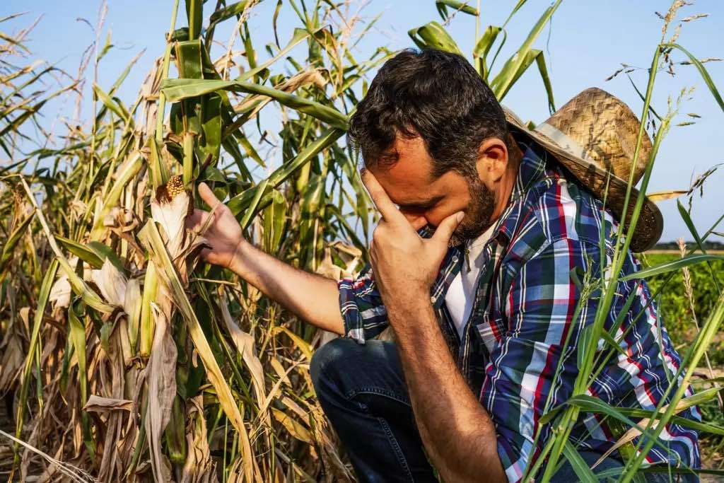 Cum vor fi evaluate pagubele agricole? Discuții la minister