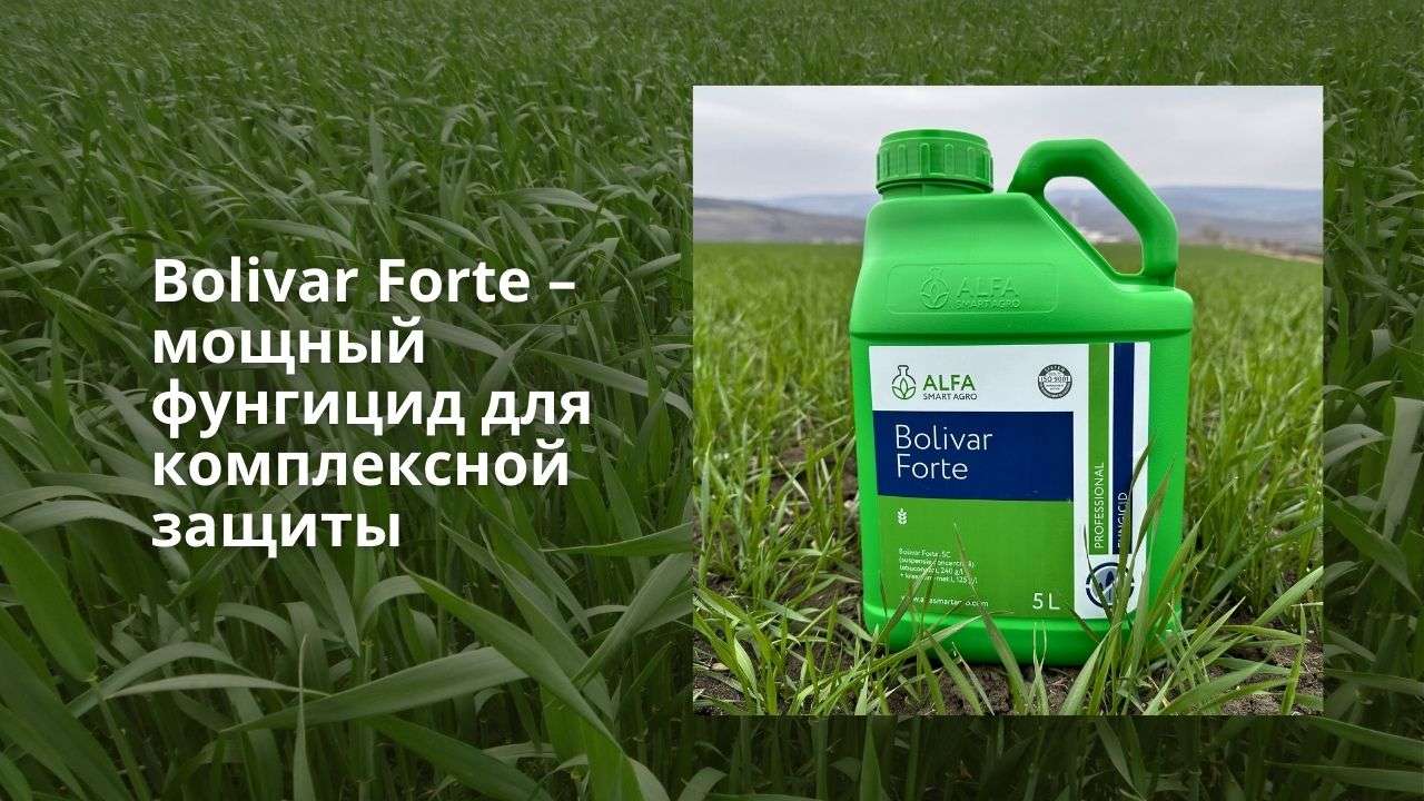Надежная защита с эффектом здоровой клетки: выбираем правильный фунгицид для зерновых